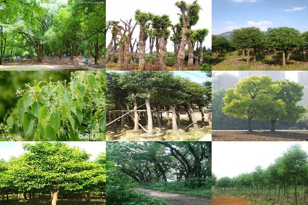 香樟树价格_香樟1668931590571