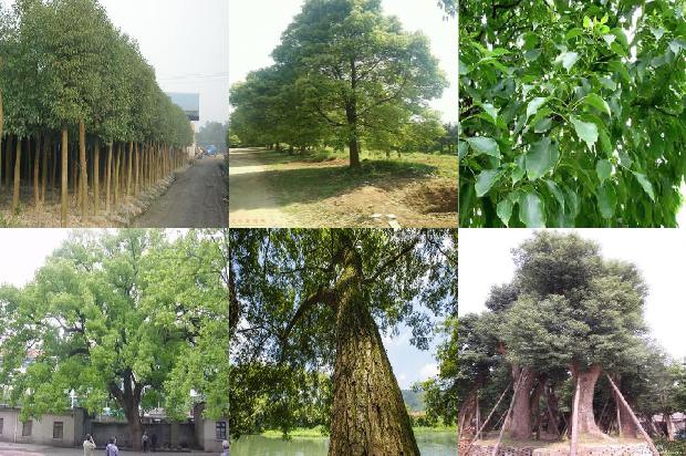 香樟树价格_香樟1668931590587