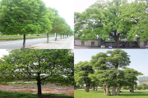 香樟树价格_香樟1668931590623