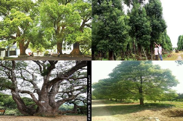 香樟树价格「贾樟柯的“未来世界”」