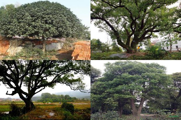 香樟树价格「贾樟柯的“未来世界”」1668931626862