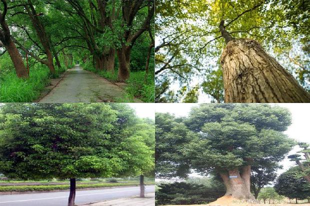 香樟树价格「贾樟柯的“未来世界”」1668931626873