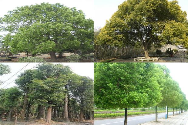 香樟树价格-贾樟柯电影的意义