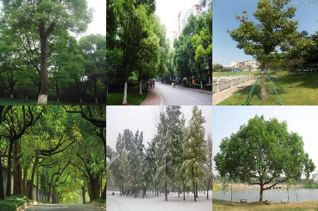 香樟树价格-贾樟柯电影的意义1668931650922