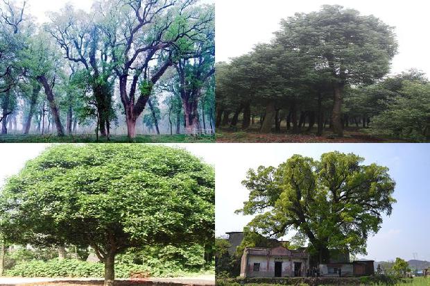 香樟树价格-贾樟柯电影的意义1668931650933