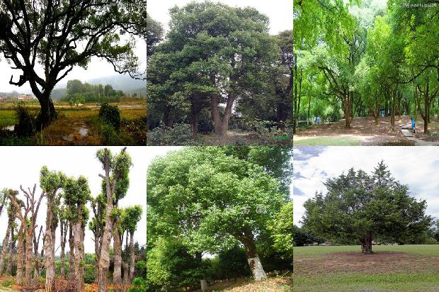 香樟树价格-贾樟柯电影的意义1668931650945