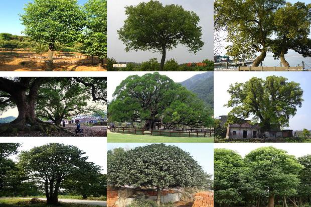 香樟树价格-贾樟柯电影的意义1668931650958