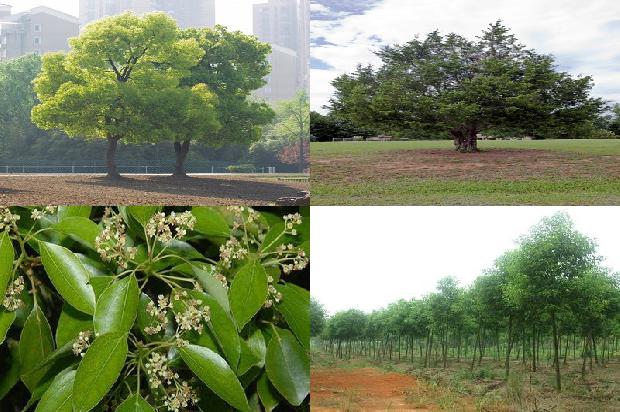 香樟树价格[赵涛：我不能太辜负贾樟柯]