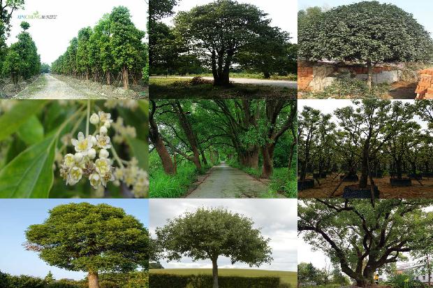 香樟树价格[赵涛：我不能太辜负贾樟柯]1668931670953