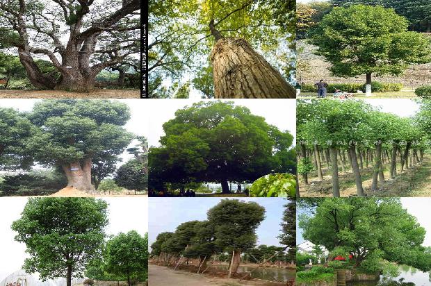 香樟树价格[赵涛：我不能太辜负贾樟柯]1668931670964