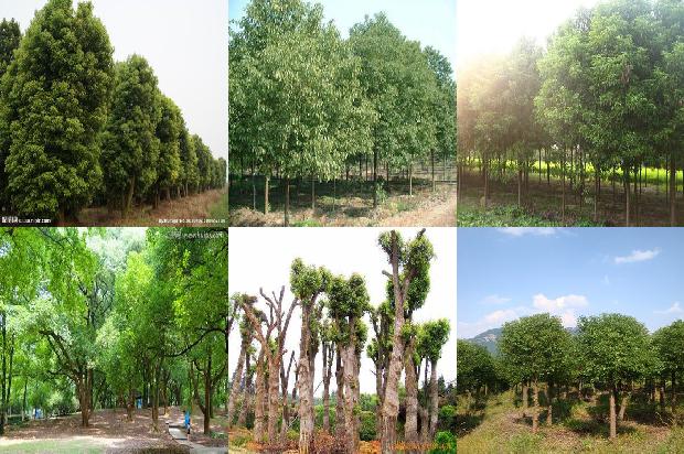 香樟树价格[赵涛：我不能太辜负贾樟柯]1668931670976