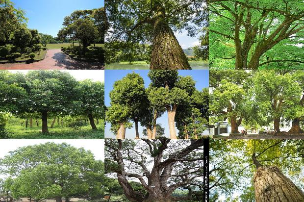 香樟树价格:贾樟柯　最富洞察力的记述者