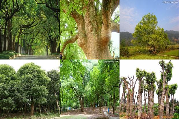 香樟树价格:贾樟柯　最富洞察力的记述者1668931695378