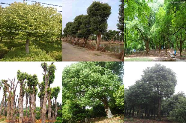 香樟树价格:贾樟柯　最富洞察力的记述者1668931695436