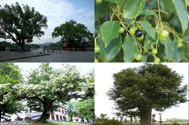 香樟树价格-樟茶香鸭制新菜