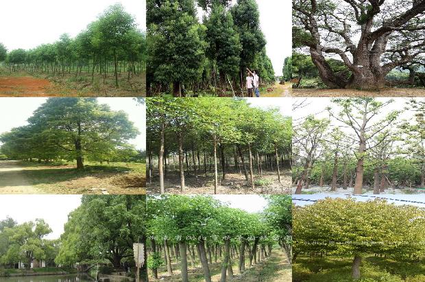 香樟树价格-樟茶香鸭制新菜1668931715787