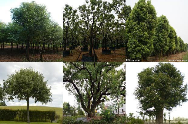 香樟树价格-樟茶香鸭制新菜1668931715798